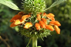 Leonotis nepetifolia